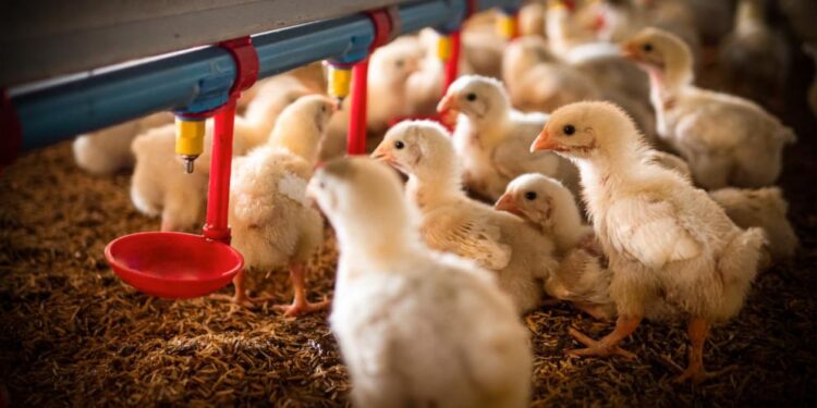 Bird flu outbreak poses no risk to safety of America’s food supply, say experts