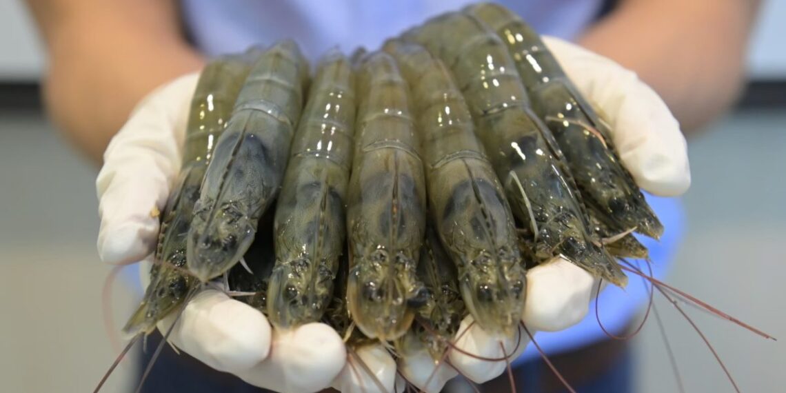 CP Foods Shrimp Farms Certify Antibiotic-Free Elevating Global Food Safety Standards