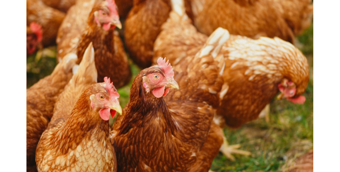 Cal-Maine Foods, Inc. Reports Positive Test Result for Avian Influenza at Texas Facility