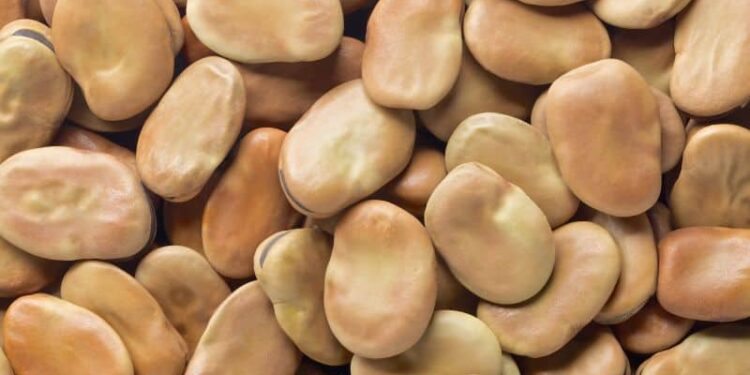 Integra Foods, the new ingredients division of Australian Grain Export (AGE), has opened a faba bean protein facility in Dublin, South Australia.