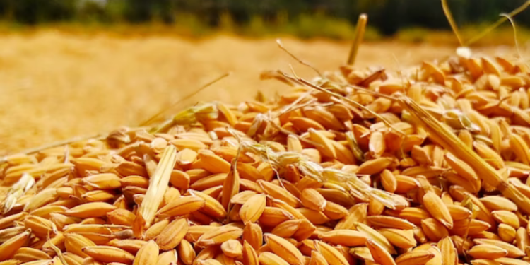 EU Sets New Limits for Mycotoxin Deoxynivalenol in Unprocessed Grains, Among Other Foods