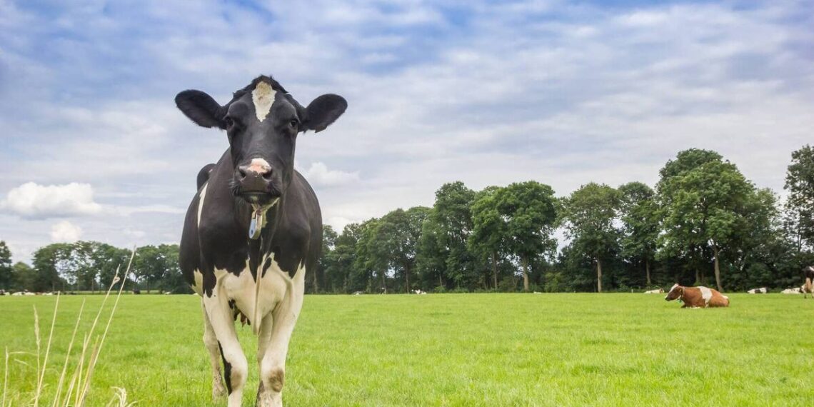 Food security is a concern in Ireland