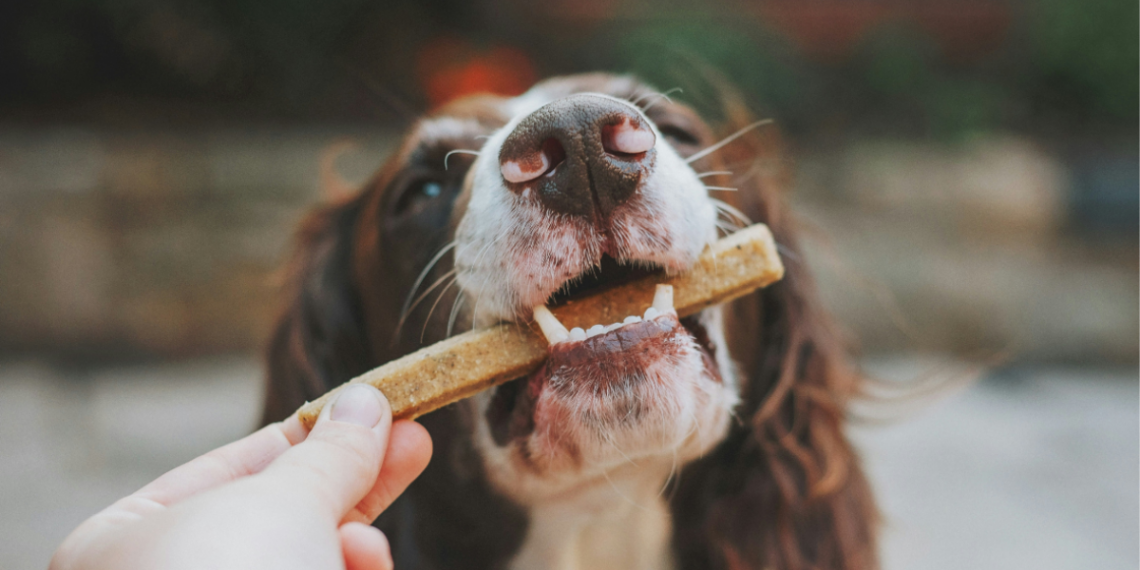 Top 5 Pet Food Brands in India for Healthy and Happy Fur Babies