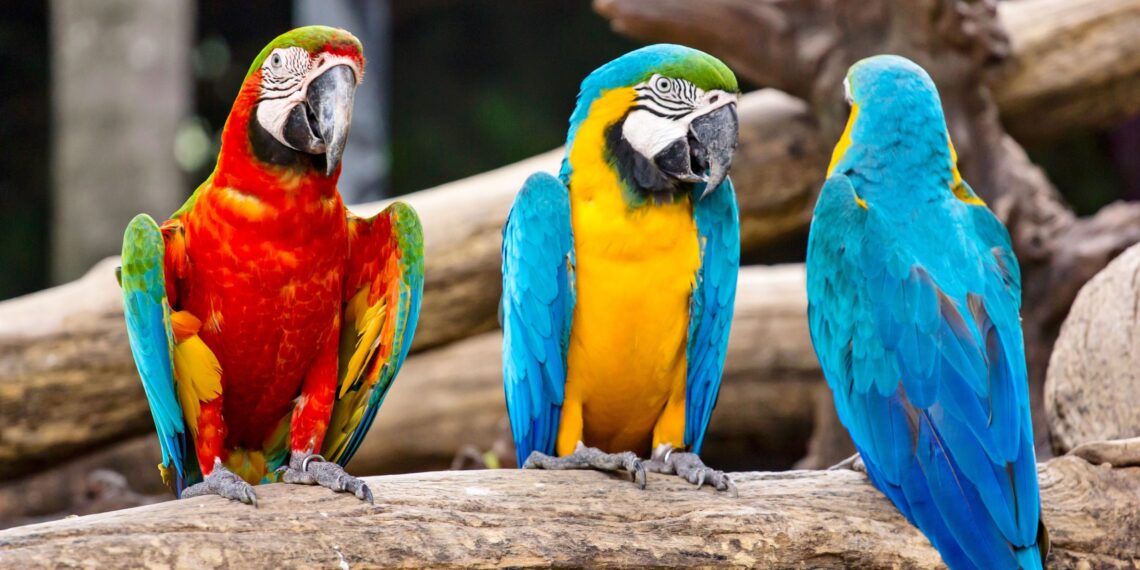Birds' social networks greatly influence their food choices • Earth.com