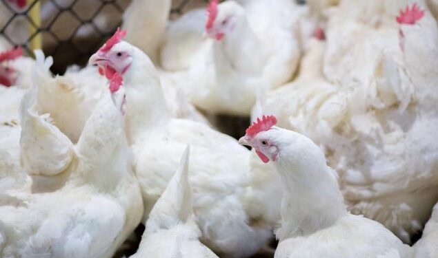 3 Meat Food Stocks Hogging in the Limelight on Robust Industry Trends