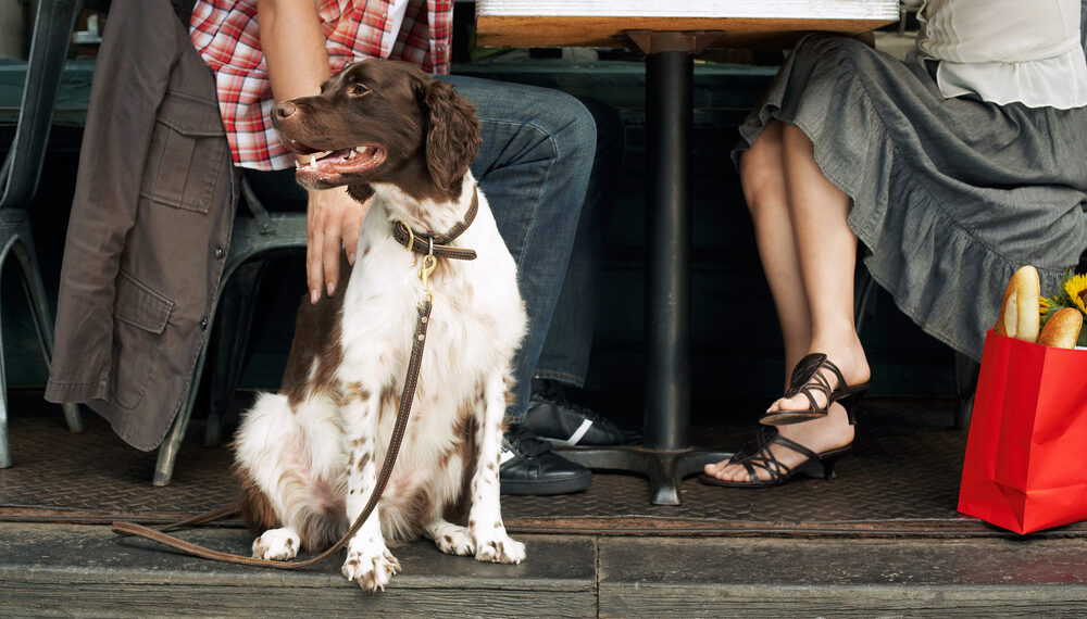 10 Best Dog-Friendly Restaurants and Bars in NYC