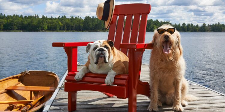 Los 16 mejores hoteles que admiten perros en España 2024