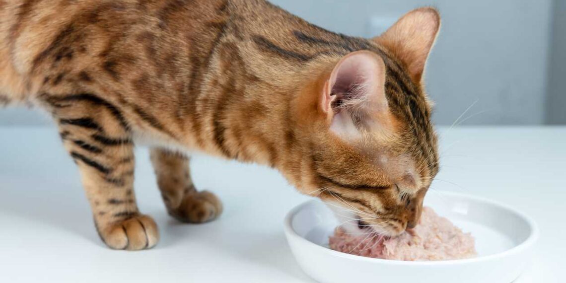 Best Wet Cat Foods, According to Veterinarians