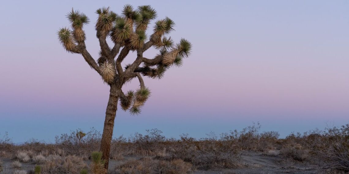 The Best Restaurants and Bars Near Joshua Tree National Park