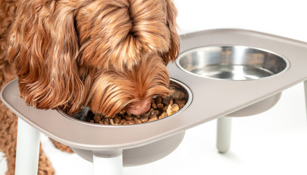 fluffy dog eating dry kibble from elevated bowl