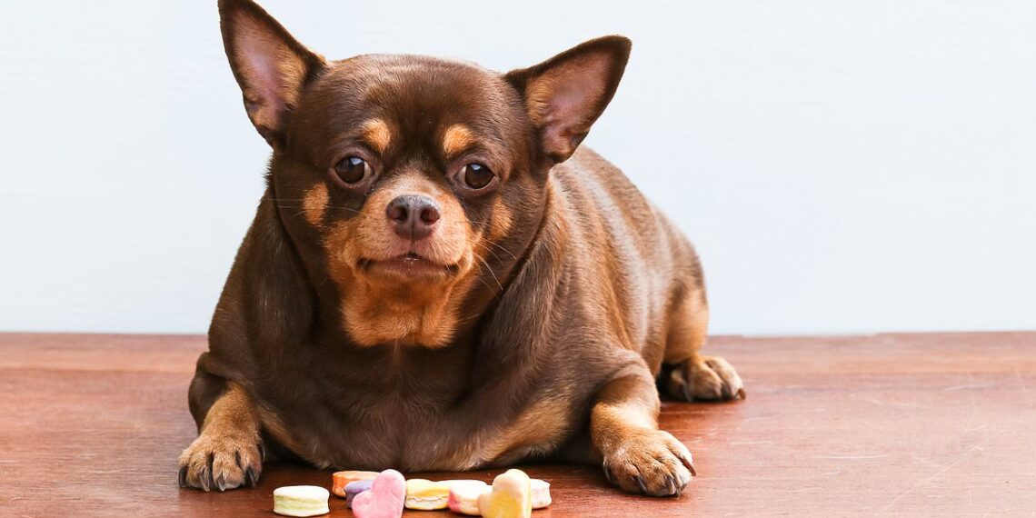 The human foods that could be making your dog fat, revealed