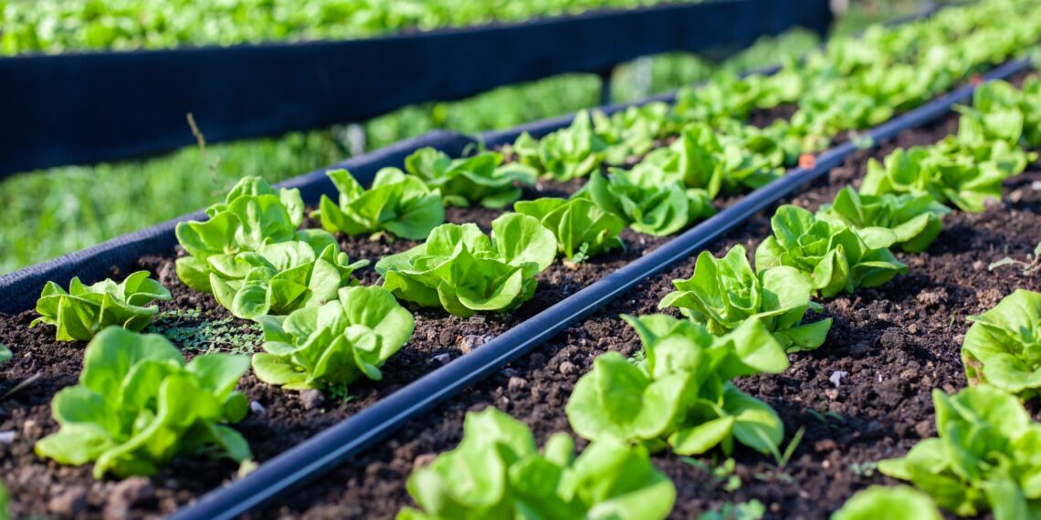 Soil microbes may shape the flavor of food • Earth.com