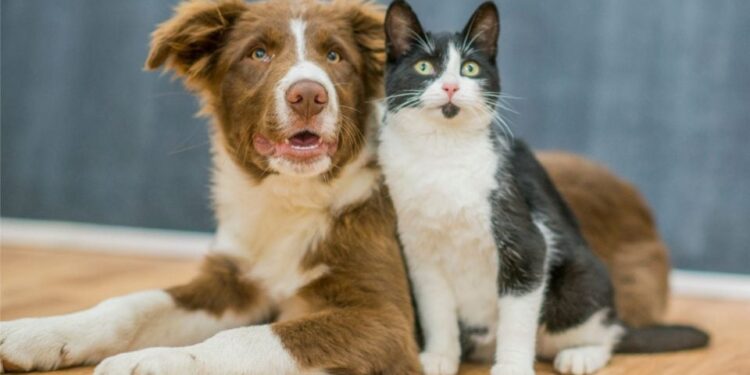 Los 5 destinos más recomendados en España para viajar con perros