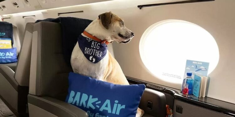 Lanzan aerolínea con viajes aéreos para perros