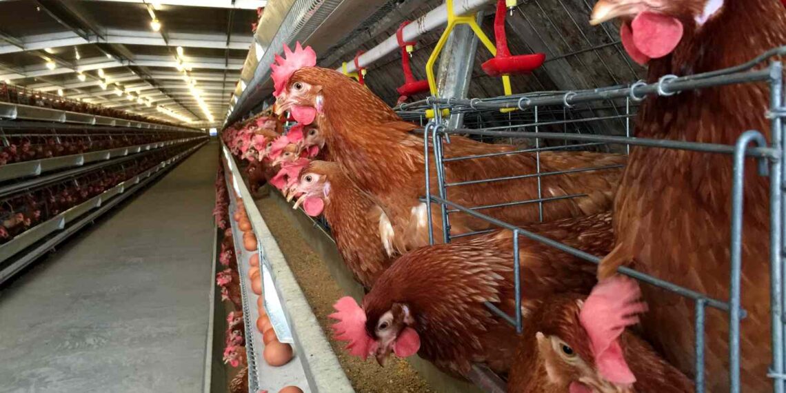 Cal-Maine Foods halts egg production at Texas facility after detecting bird flu