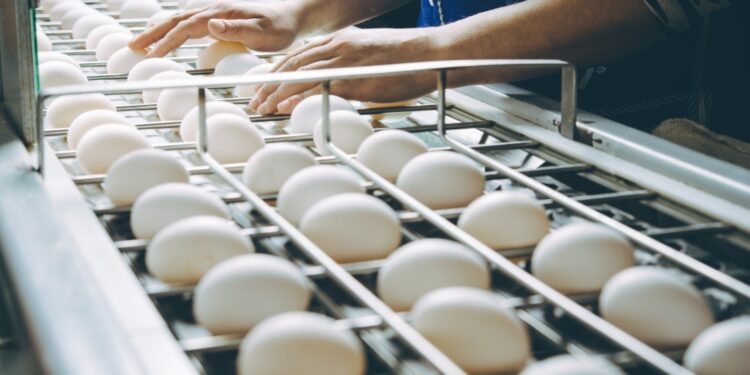 Cal-Maine Foods Discloses Avian Influenza Detection, Halts Production, Destroys Chickens