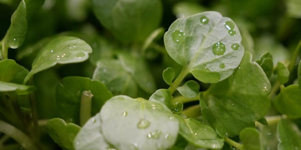 The perfect food for science (that almost nobody eats in Spain)