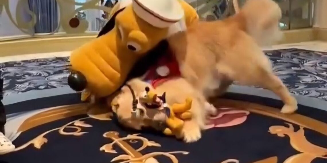 Un golden retriever conoció a su ídolo Pluto en un crucero de Disney
