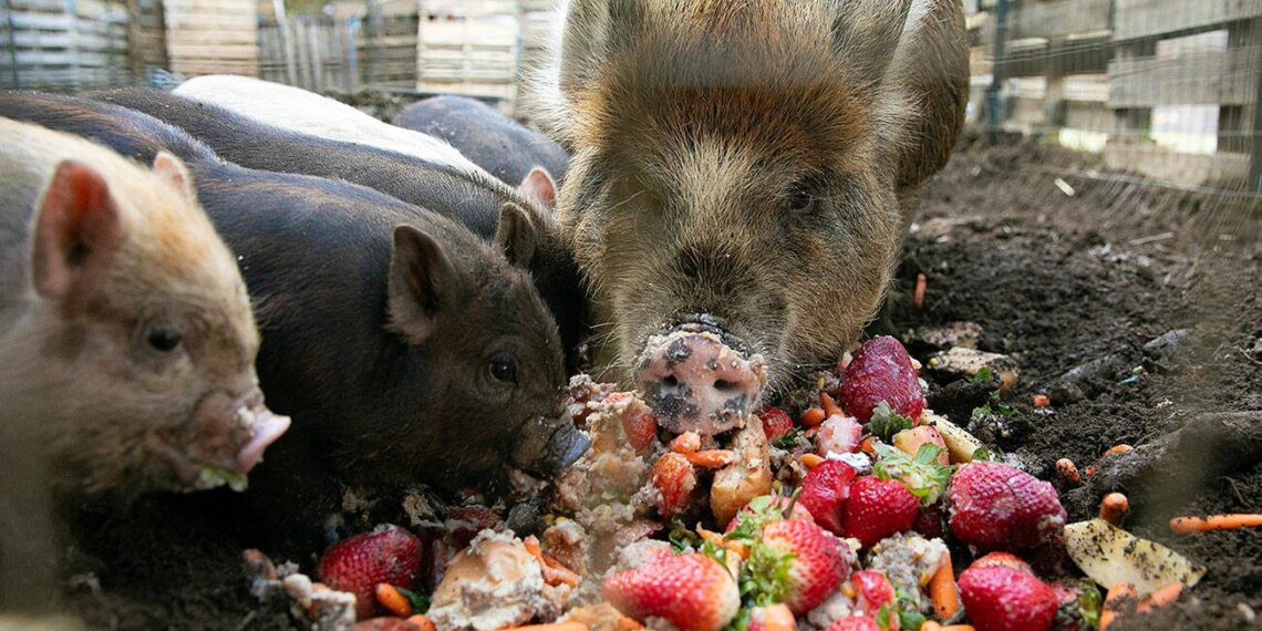 A pig and her piglets munch on some leftover food from the Darrington School District’s cafeteria at the Guerzan homestead on Friday, March 15, 2024, in Darrington, Washington. Eileen Guerzan, a special education teacher with the district, frequently brings home food scraps from the cafeteria to feed to her pigs, chickens and goats. (Ryan Berry / The Herald)