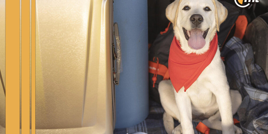 Así es Bark Air, la primera aerolínea exclusiva para perros