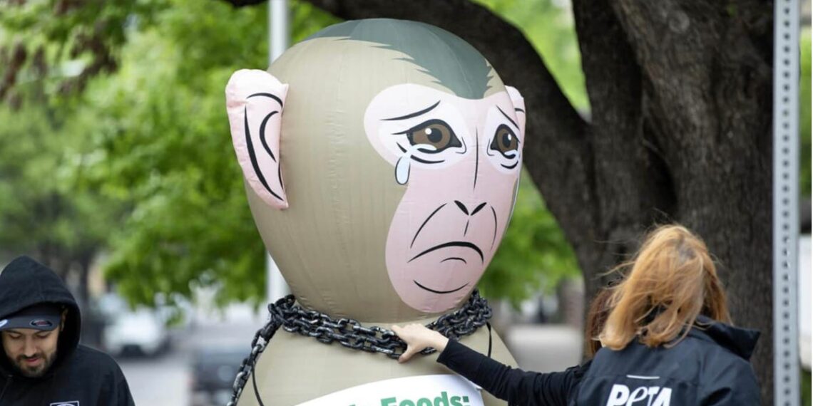 Whole Foods says it's not selling coconut milk made with monkey labor
