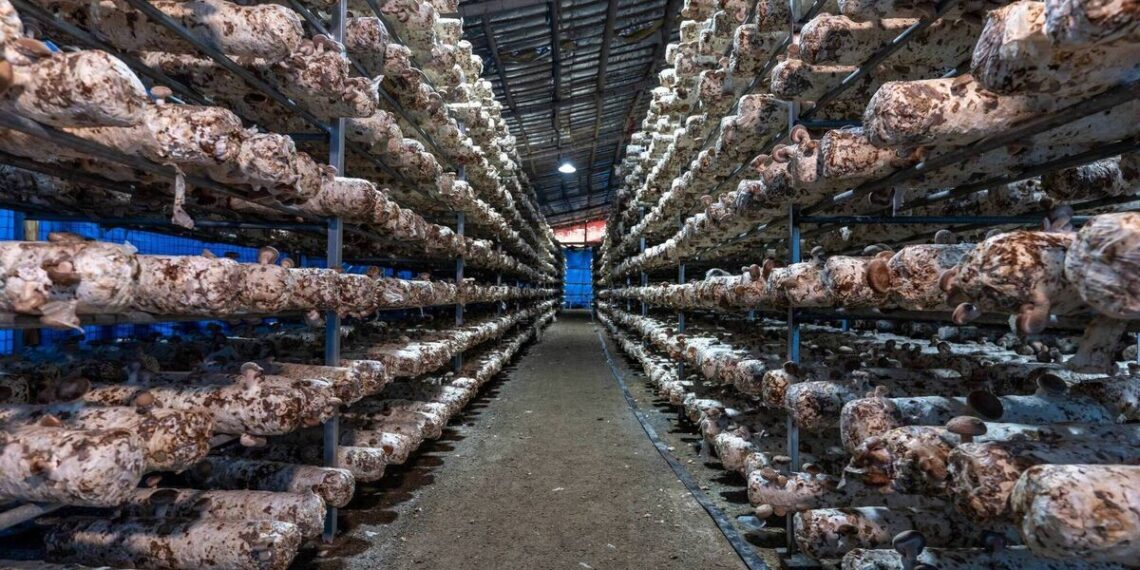 Is the world ready for new foods and protein from fungus?