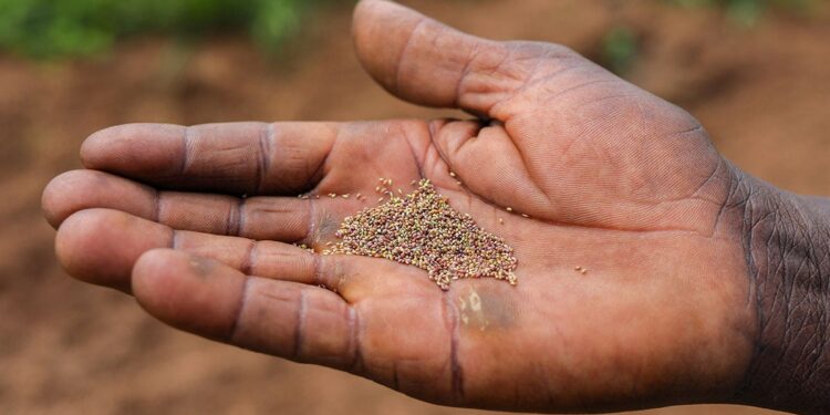 Could a grain older than the wheel be the future of food?