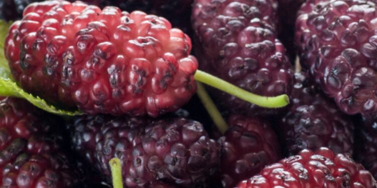 ​10 summer foods that are great for your fertility