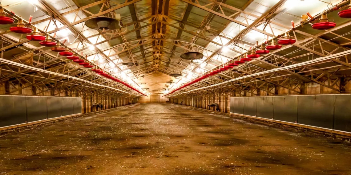 Chicken farmers stuck with uncertainty, massive loans in wake of Tyson Foods closures • Missouri Independent