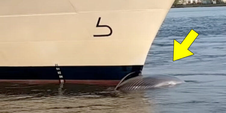 Crucero llega a NY con cadáver de ballena en la proa (video)