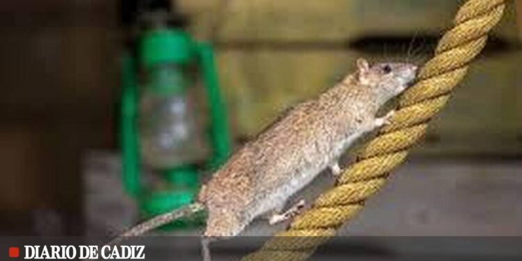 Los cruceros extreman las medidas en Cádiz para evitar que las ratas suban a bordo