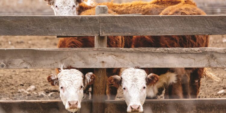 North Vancouver District to prioritize plant-based foods