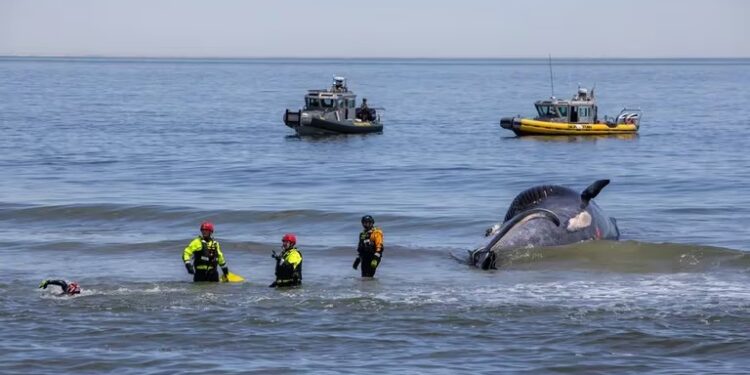 Crucero llega a Nueva York con una ballena gigante sin vida