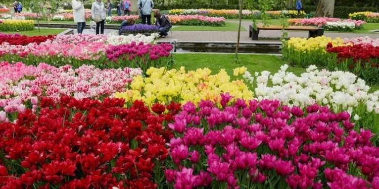 La mejor época para viajar a los Países Bajos  – Comercio y Justicia