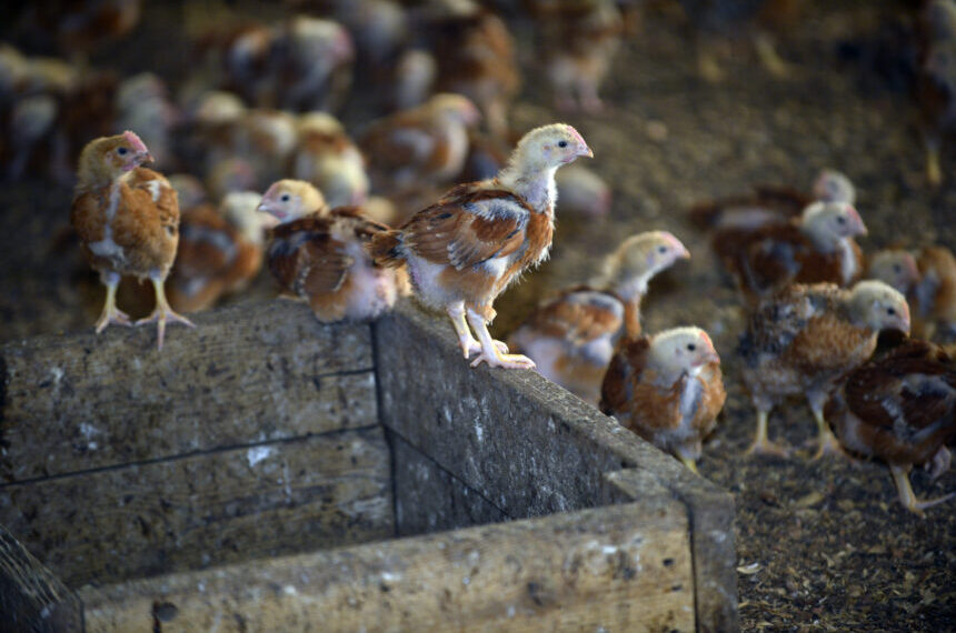 LaBelle-Patrimoine finds success with Whole Foods; sustainability