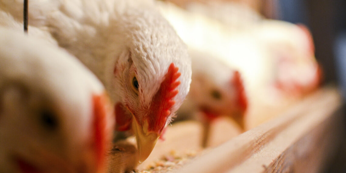 Vaccine delays put South African poultry flocks at risk, Astral Foods says
