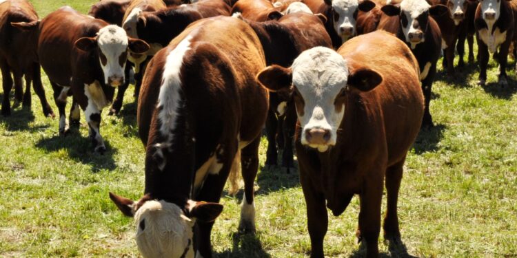 Swift Argentina - Minerva Foods acompaña las Nacionales de las razas Braford, Brangus y Brahman - Expoagro 2024