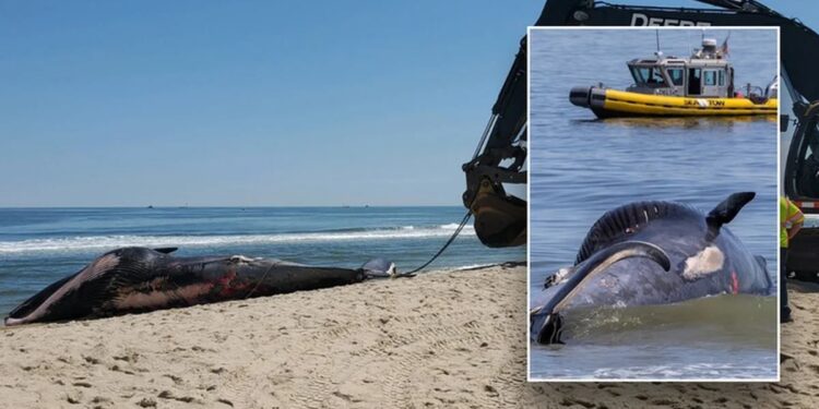 Un crucero atracó en el puerto de Nueva York con una ballena gigante muerta atrapada en la proa