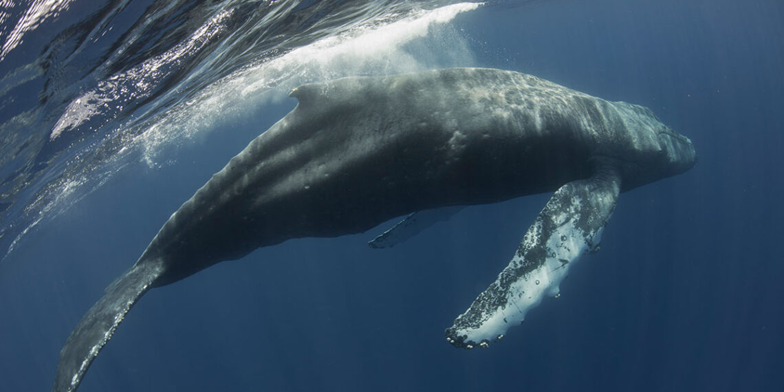 Un crucero llega a puerto con una ballena de 13 metros muerta en la proa