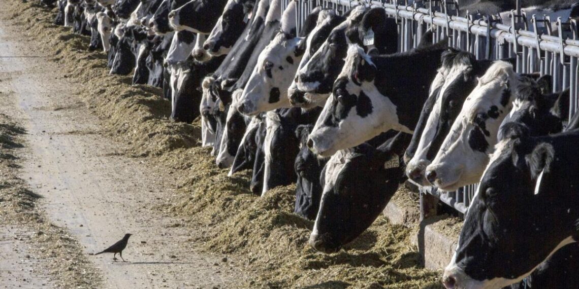 Letters: Plant-based foods an option as bird flu spreads | Opinions and Editorials