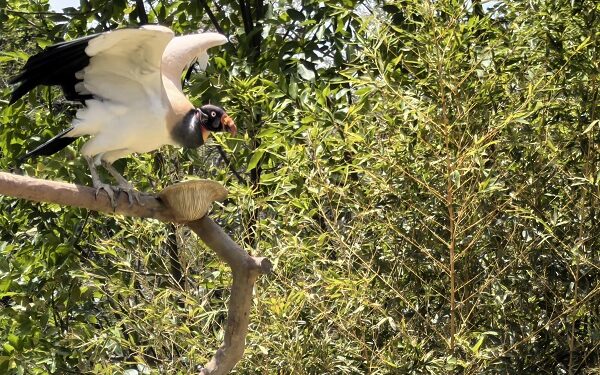 HUAWEI Pura 70 Series: El poder fotográfico para capturar la magia de la naturaleza