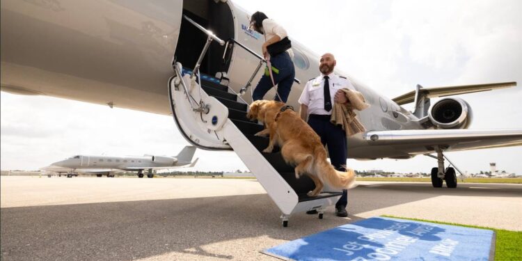 ¡Viajes perrones! Bark Air inicia vuelos de lujo para los lomitos VIP - La Prensa