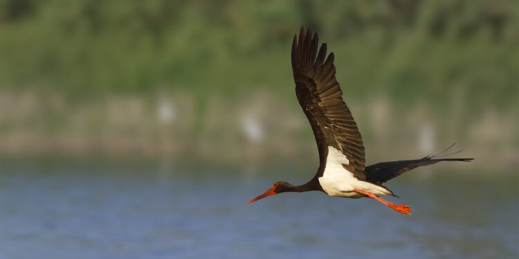 Los viajes desconocidos de la cigüeña negra