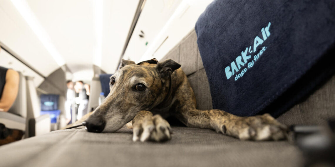 Aerolínea llamada "Air Ladrido" es una alternativa de lujo para perros viajeros. Foto: EFE.