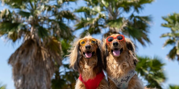 Conoce 10 alojamientos para pasar las vacaciones junto a tu mascota y disfrutar del verano