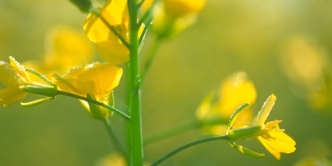 El aceite de canola tiene un papel relevante en la salud y sostenibilidad