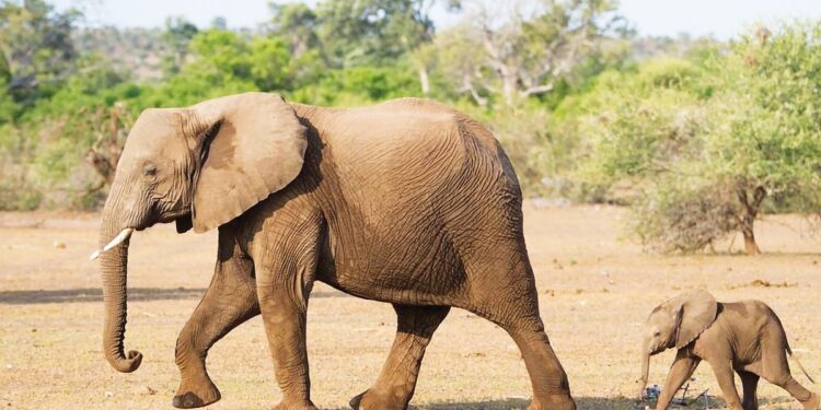 Vuelta al Mundo 2027 de Silversea: The Three Oceans