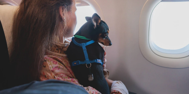 detalles y precios para contratar asistencia al viajero