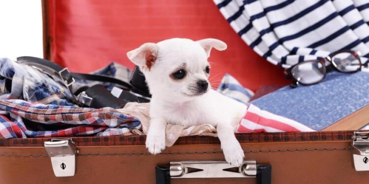 Cómo viajar con mascotas en avión: dos opciones