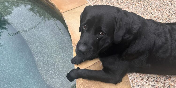 Así fue como una compañía aérea “perdió” a Macario, perro que se dirigía a vacacionar con sus dueños